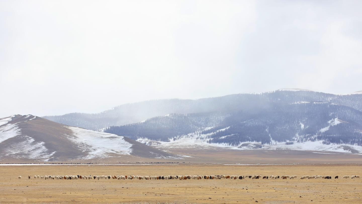 Nomadic Cow Herding Experience tour - 5 Days 3