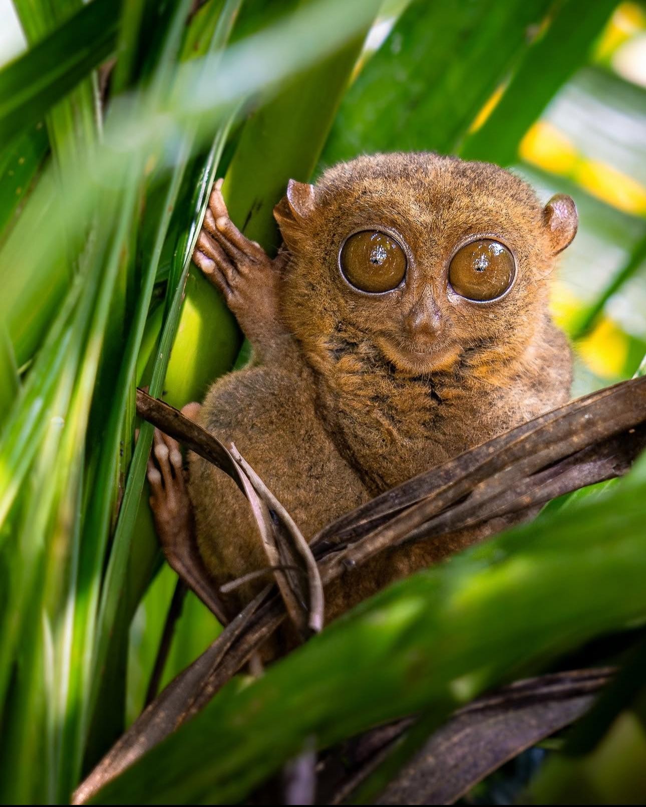 Bohol: Budget Chocolate Hills & Tarsiers -Backpacker Special 3