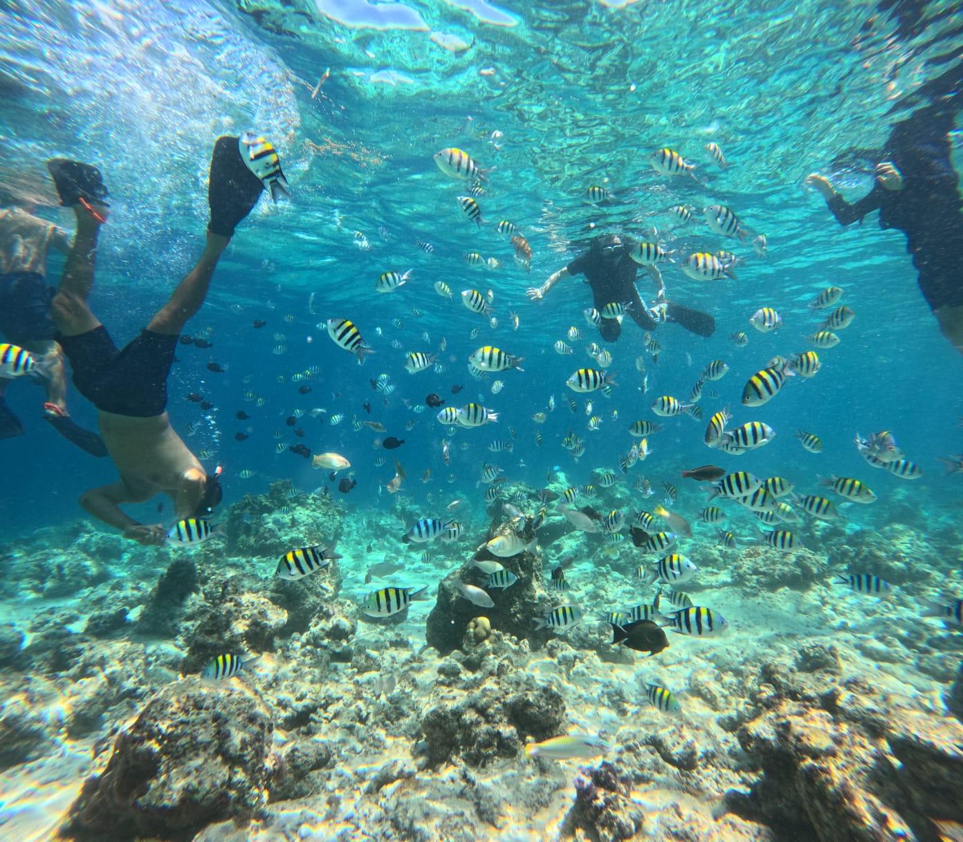 Cebu: San Vicente Marine Sanctuary Snorkeling Tour