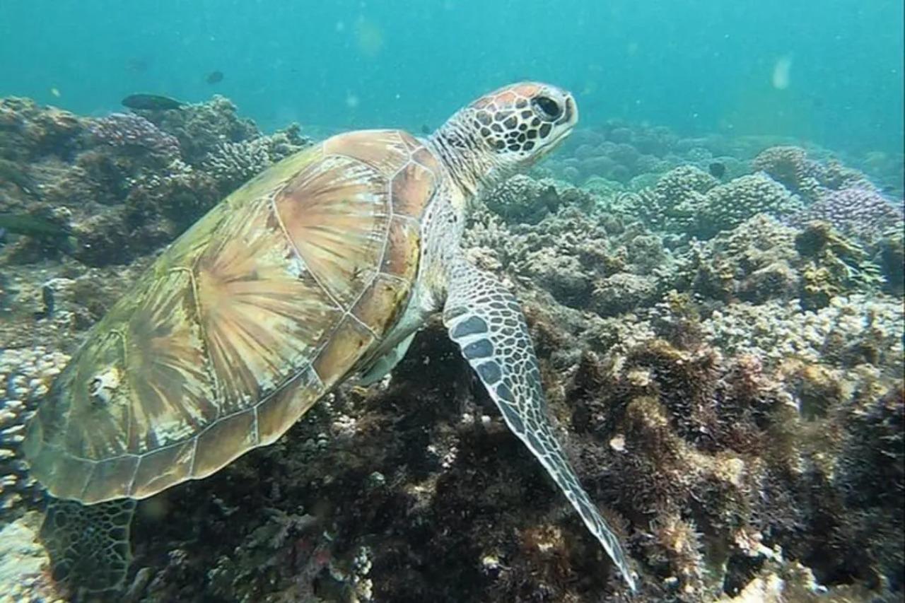 Muscat: Daymaniyat Islands Snorkeling Tour 3
