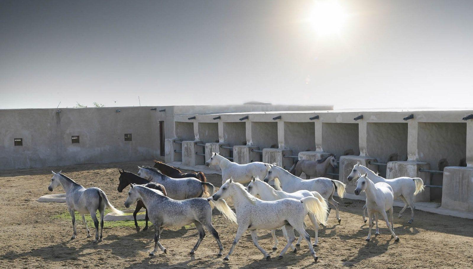 Doha: Al Shaqab Arabian Horse Center with Pickup 3