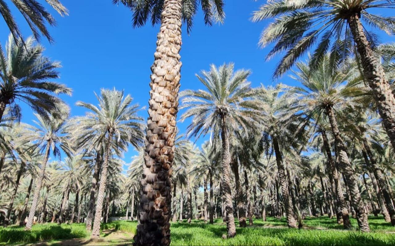 From Muscat: 4-Days 3-Nights Oman Tour with Hotel 2