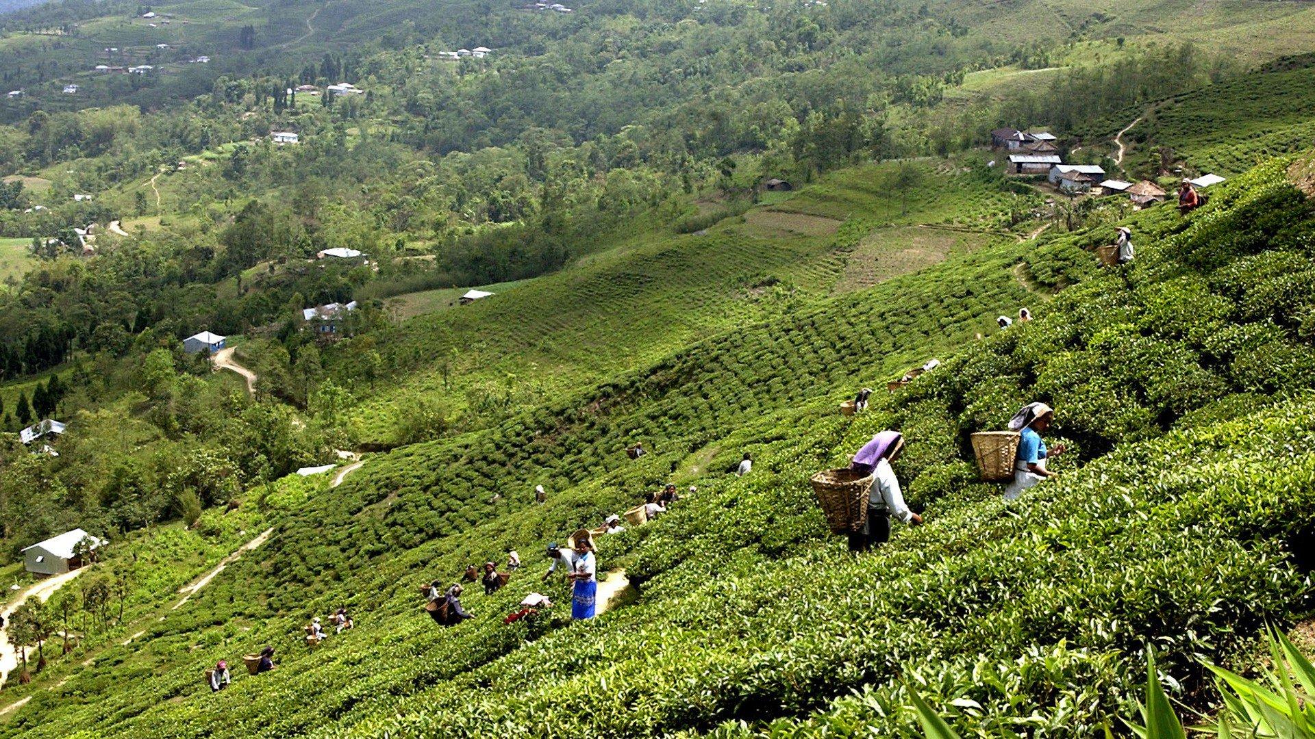 From Kathmandu: Ilam Tea Garden & Herb Discovery Tour
