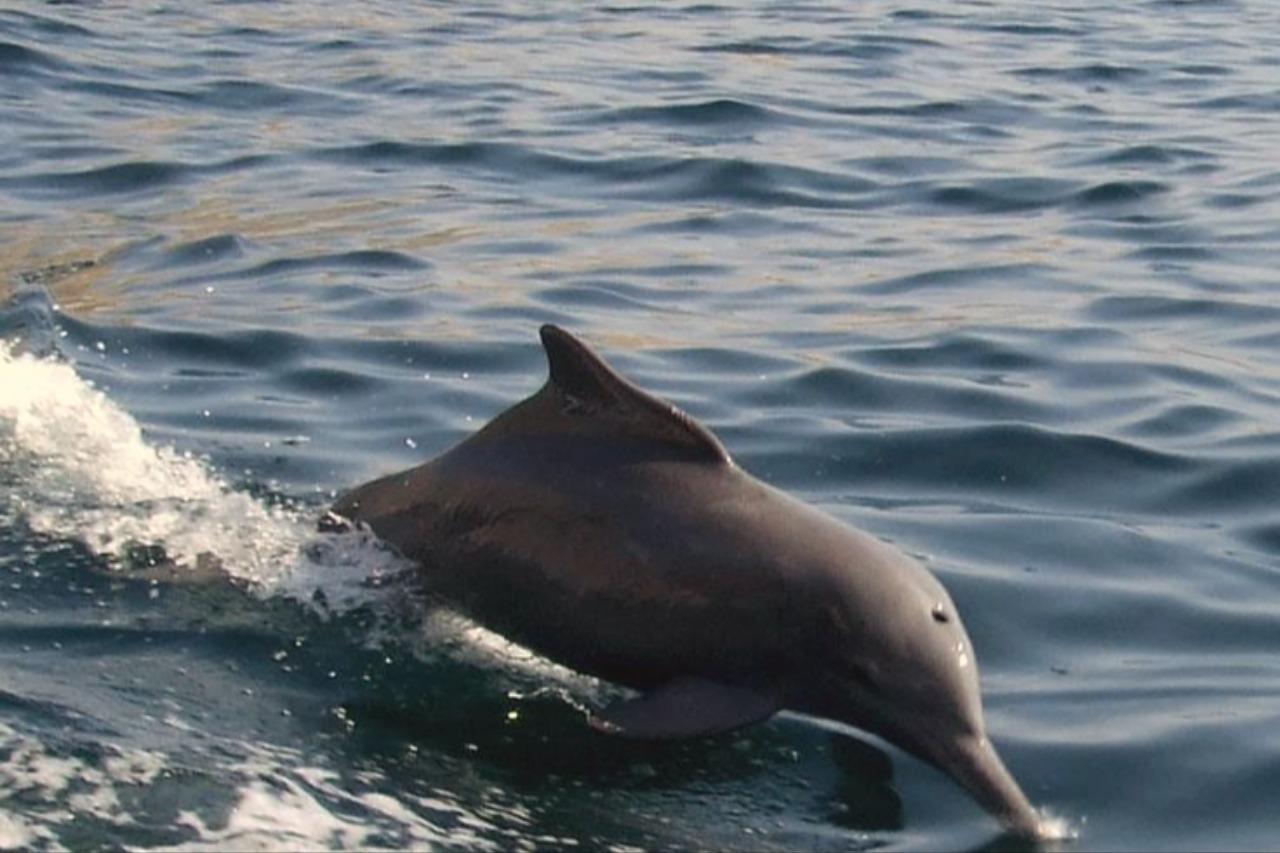 Dolphin Watching Trip– Muscat Sea Experience