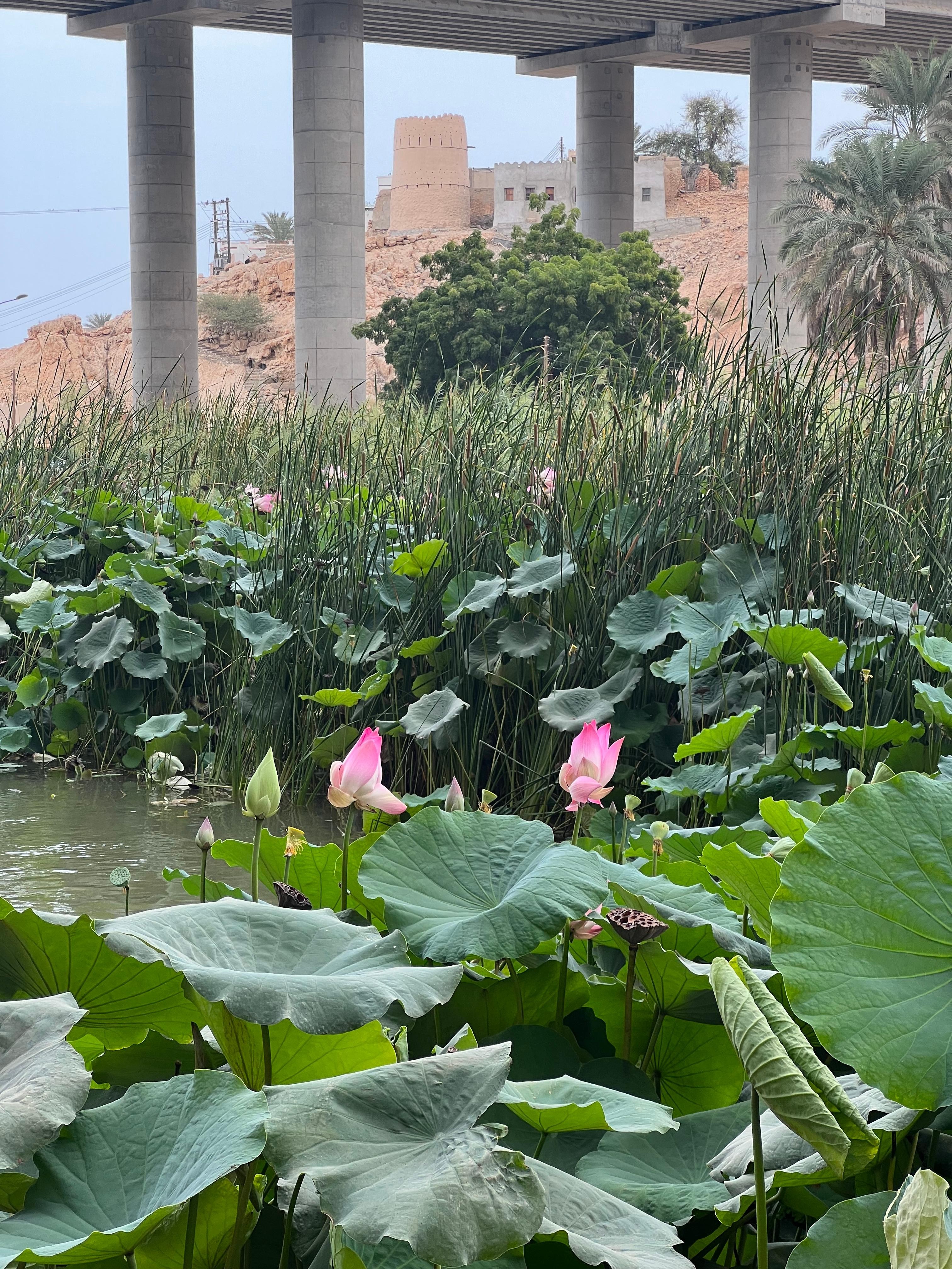 Muscat: Wadi Shab Hike and Bimmah Sinkhole Tour with Lunch 2