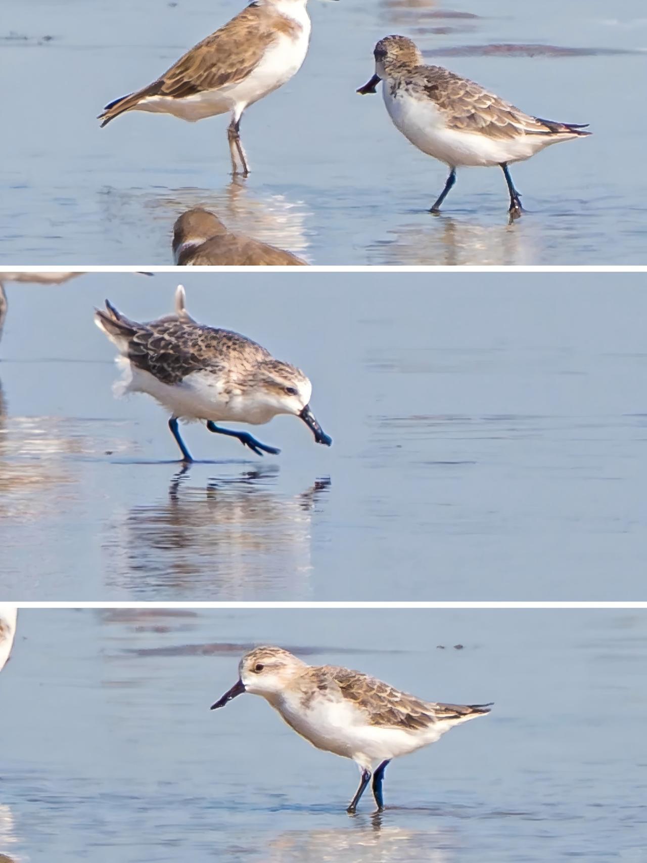 Rare Birdwatching Trip: Chongming & Tiaozini Wetlands 2