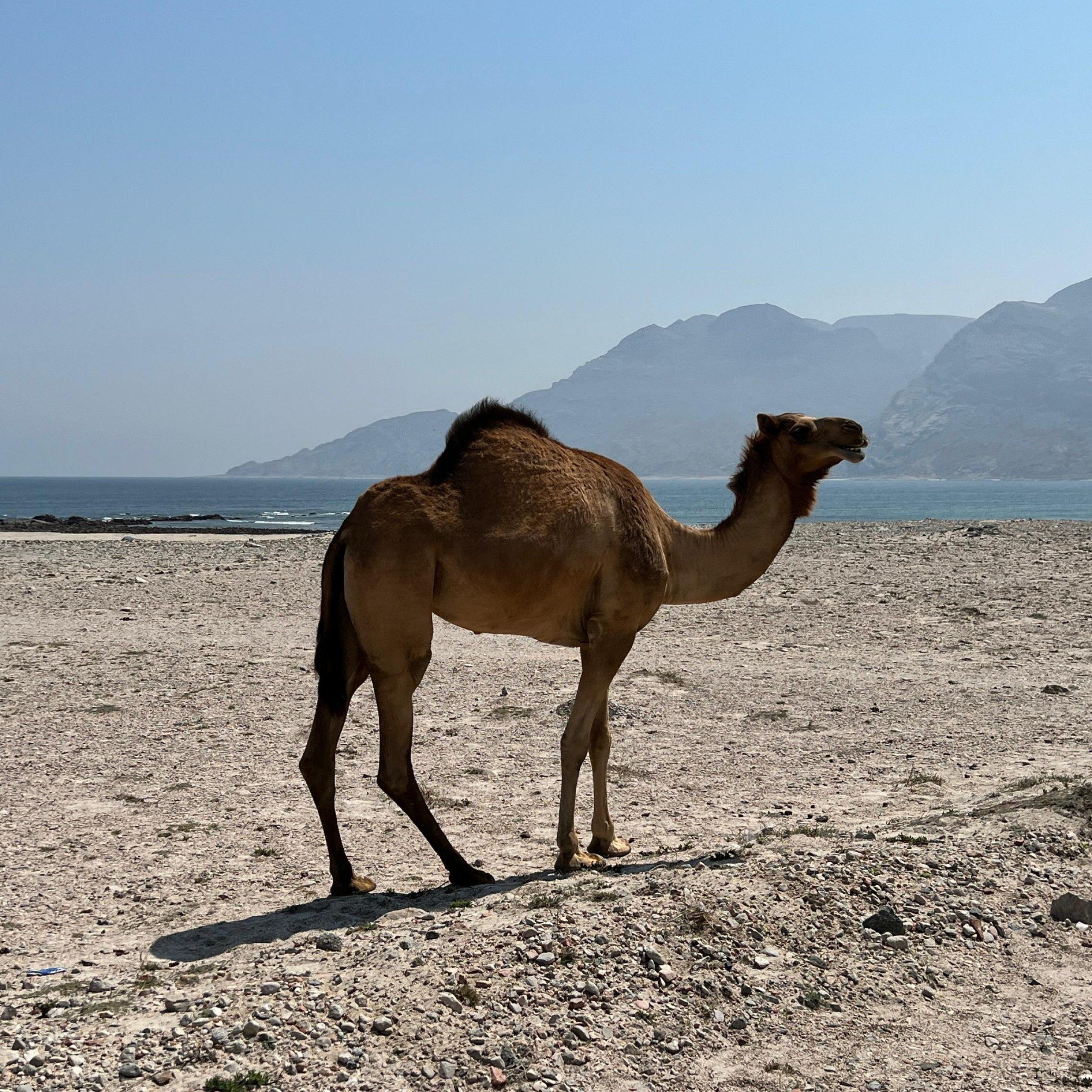 Salalah: Coastal Highway Tour to Fushi Dunes & Hasik Beach