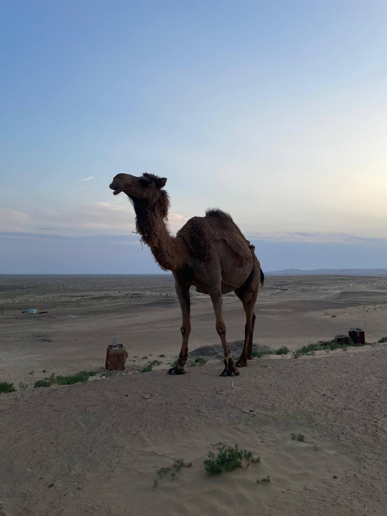 Daytrip to Three Ancient Fortresses from Khiva 3