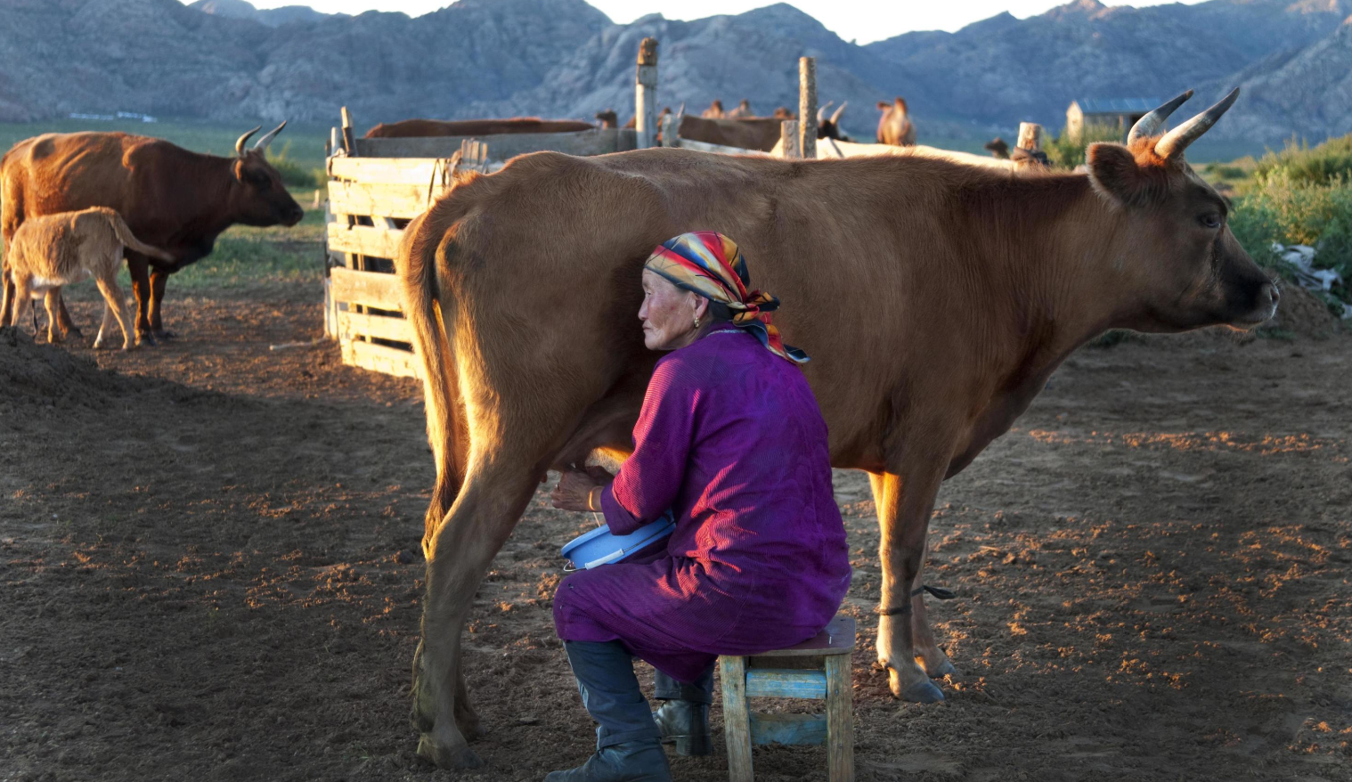 2-DAY PRIVATE MONGOLIAN NOMAD EXPERIENCE: Horse Riding 2