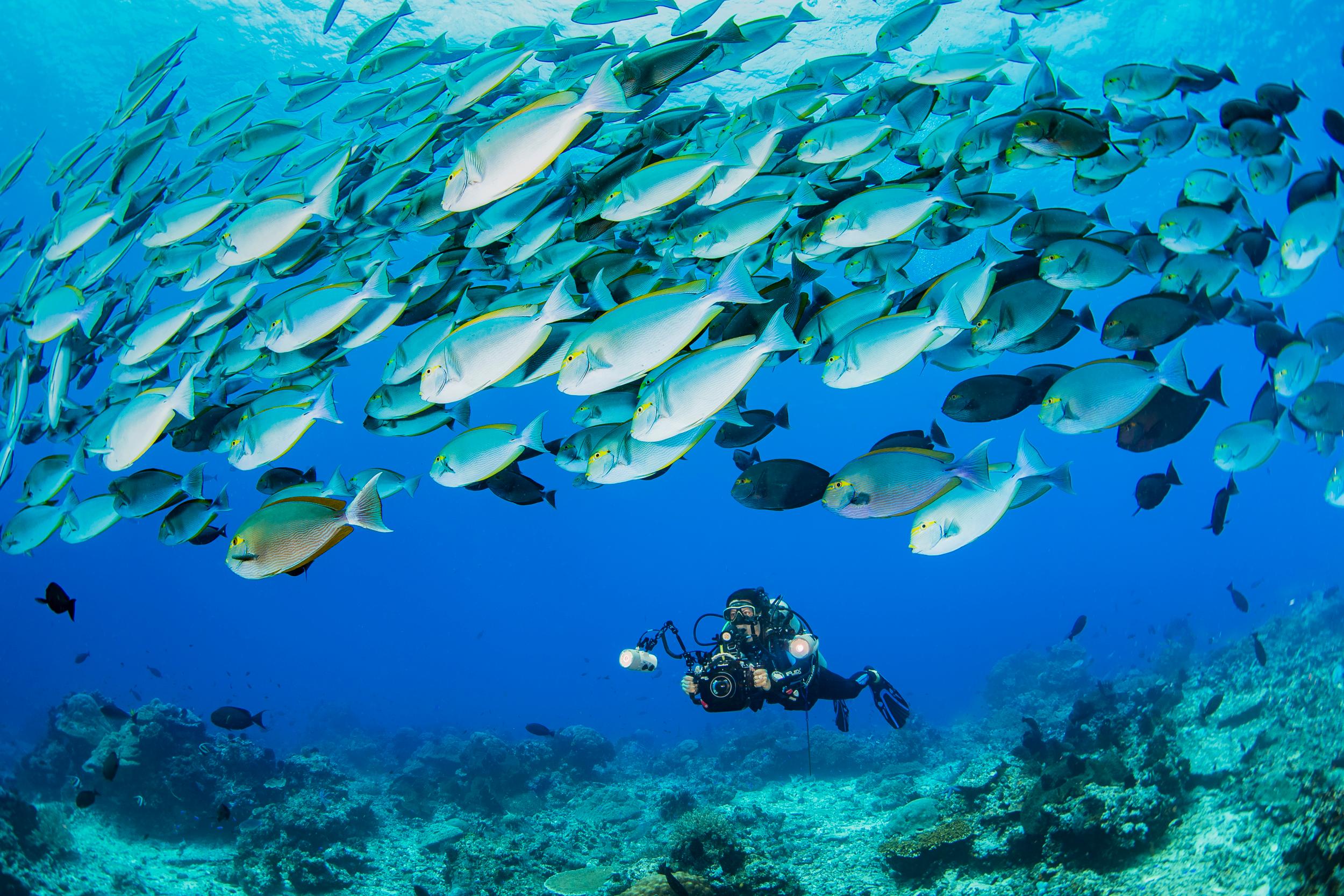 shore dive in red sea with pick up & snacks 2