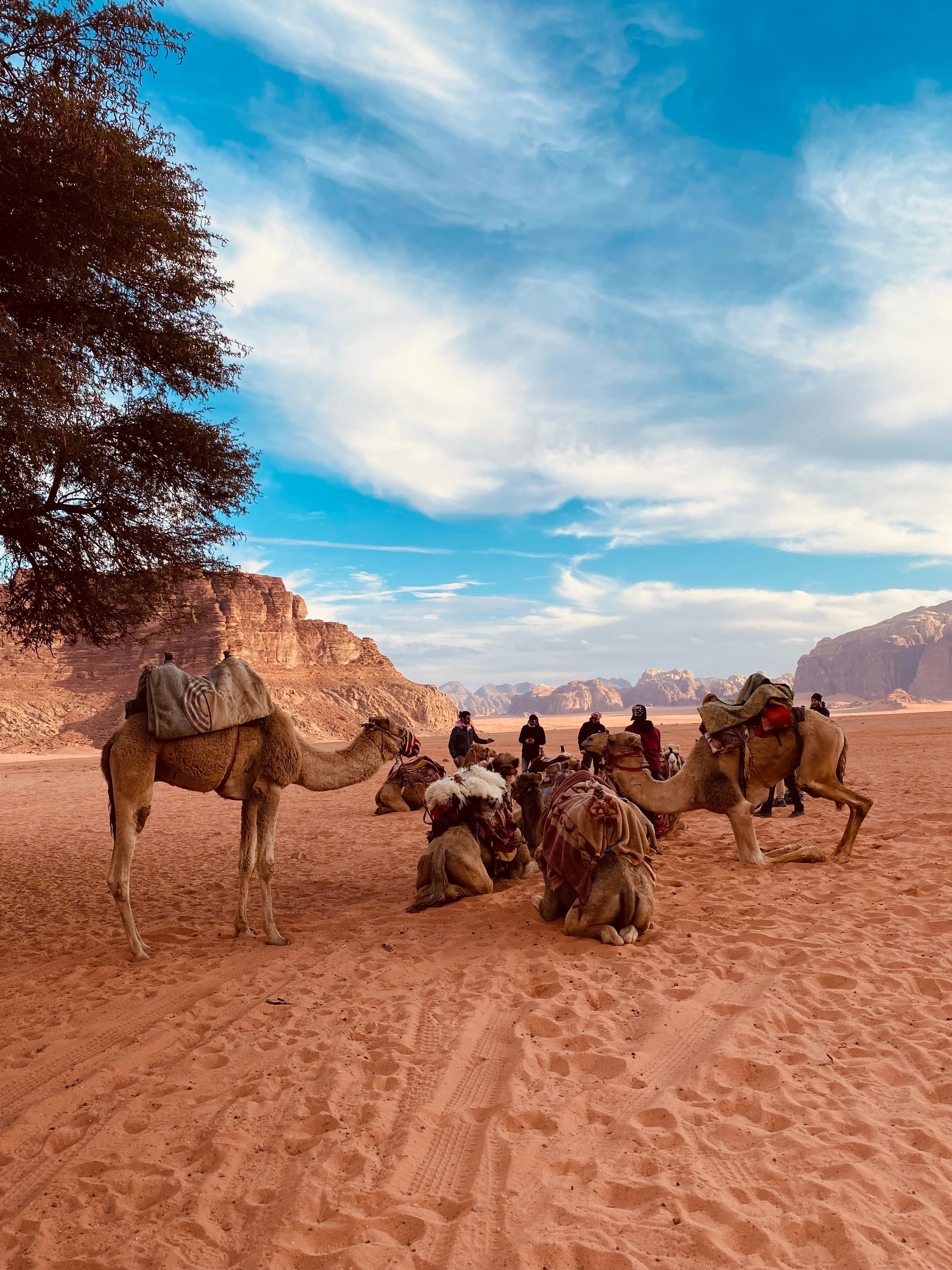 Wadi Rum: camel ride with traditional tea tasting 2