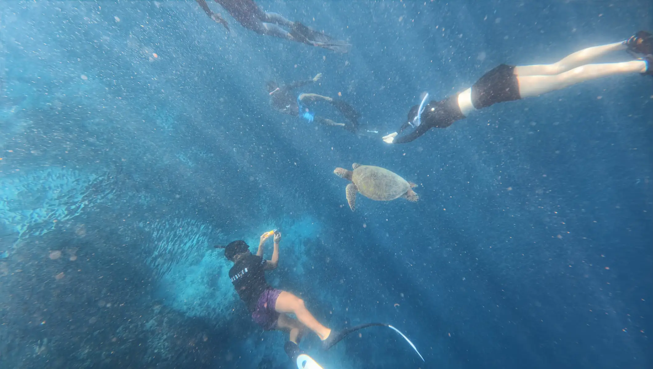 Moalboal Cebu: Snorkel Tour - Sardines Run & Turtle Watching 2