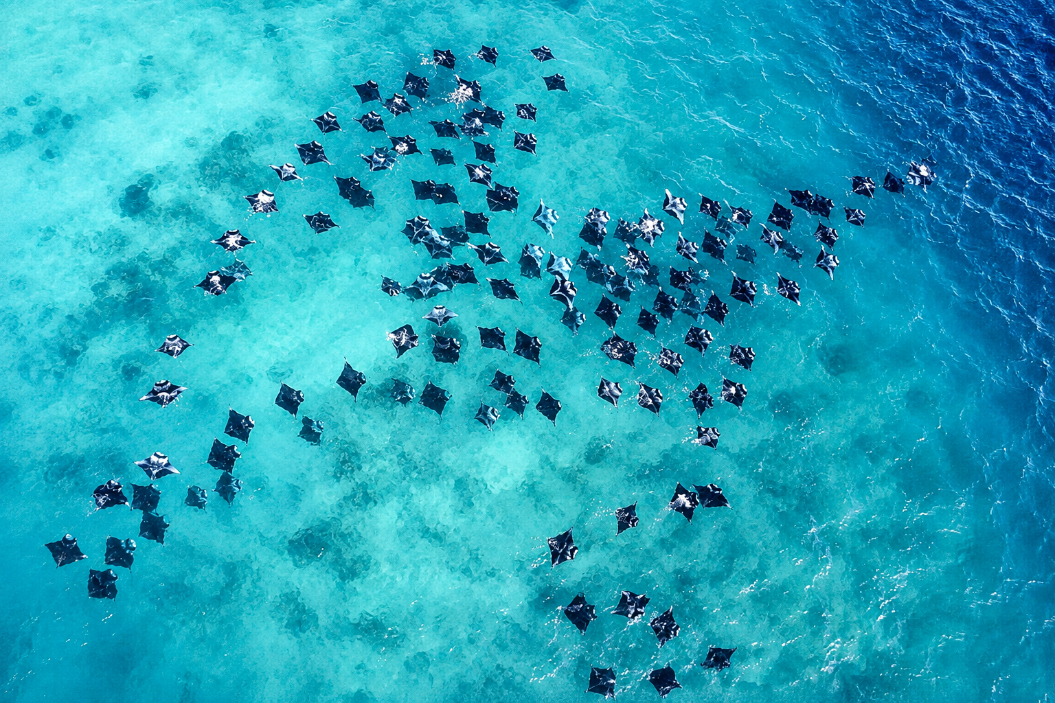 Male: UNESCO Hanifaru Bay, Mantas, Reefs & Dolphins 3