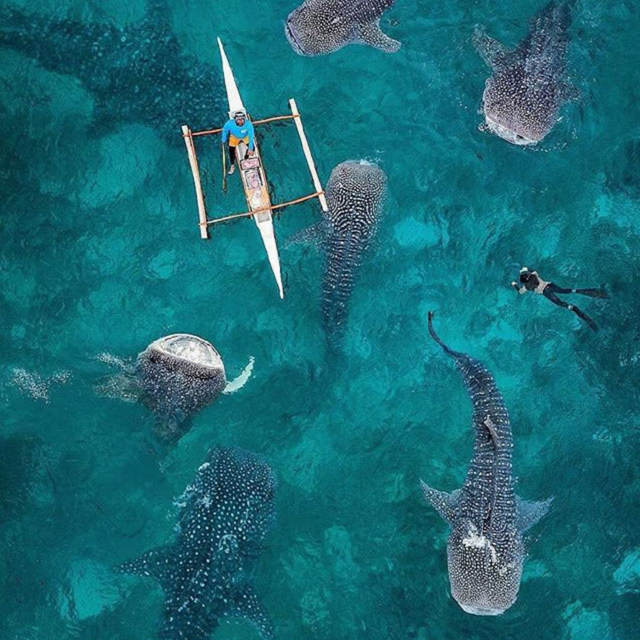 Cebu: Oslob Whaleshark Experience Shared Tour 3