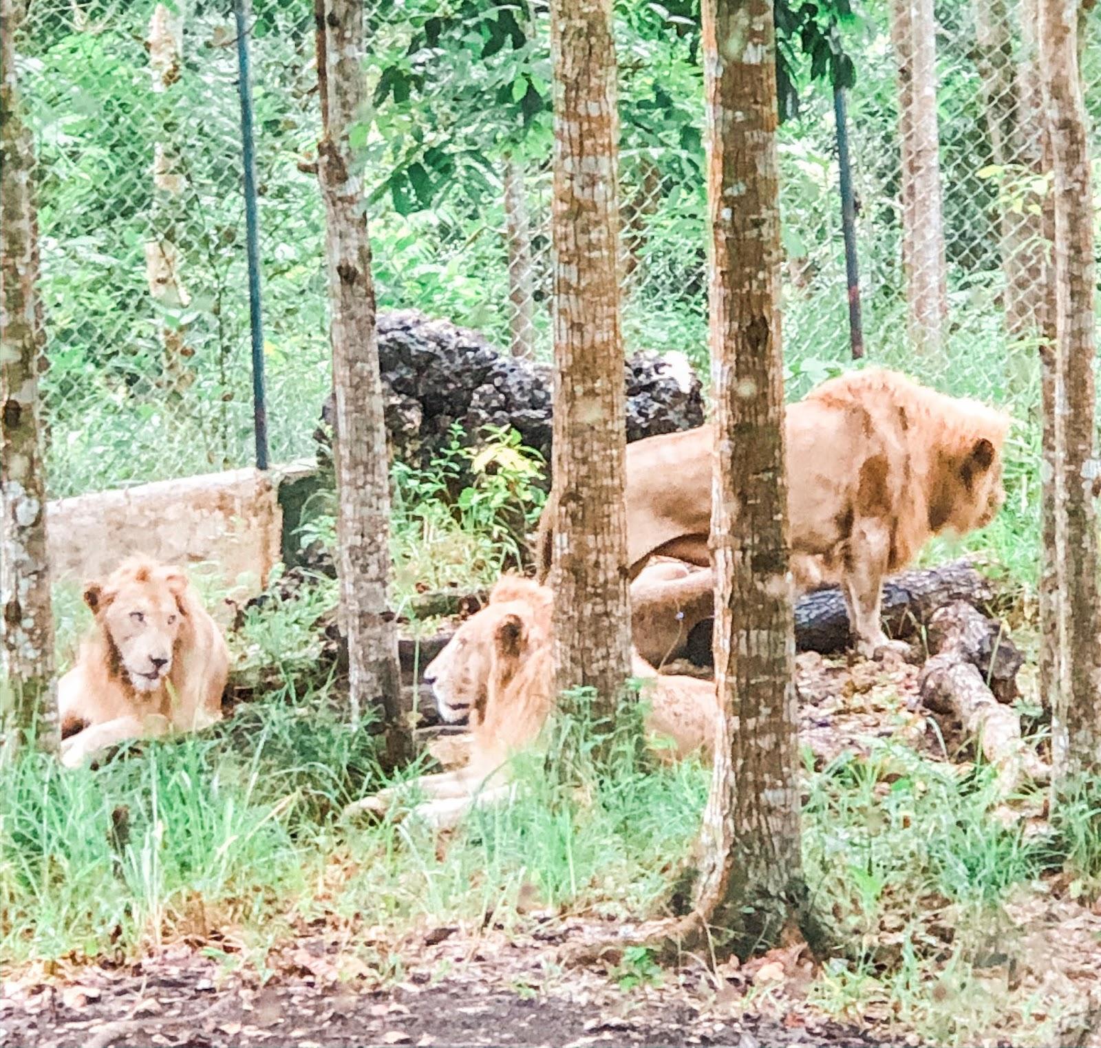 Cebu: Safari and Adventure Park Entry with Transfers 2