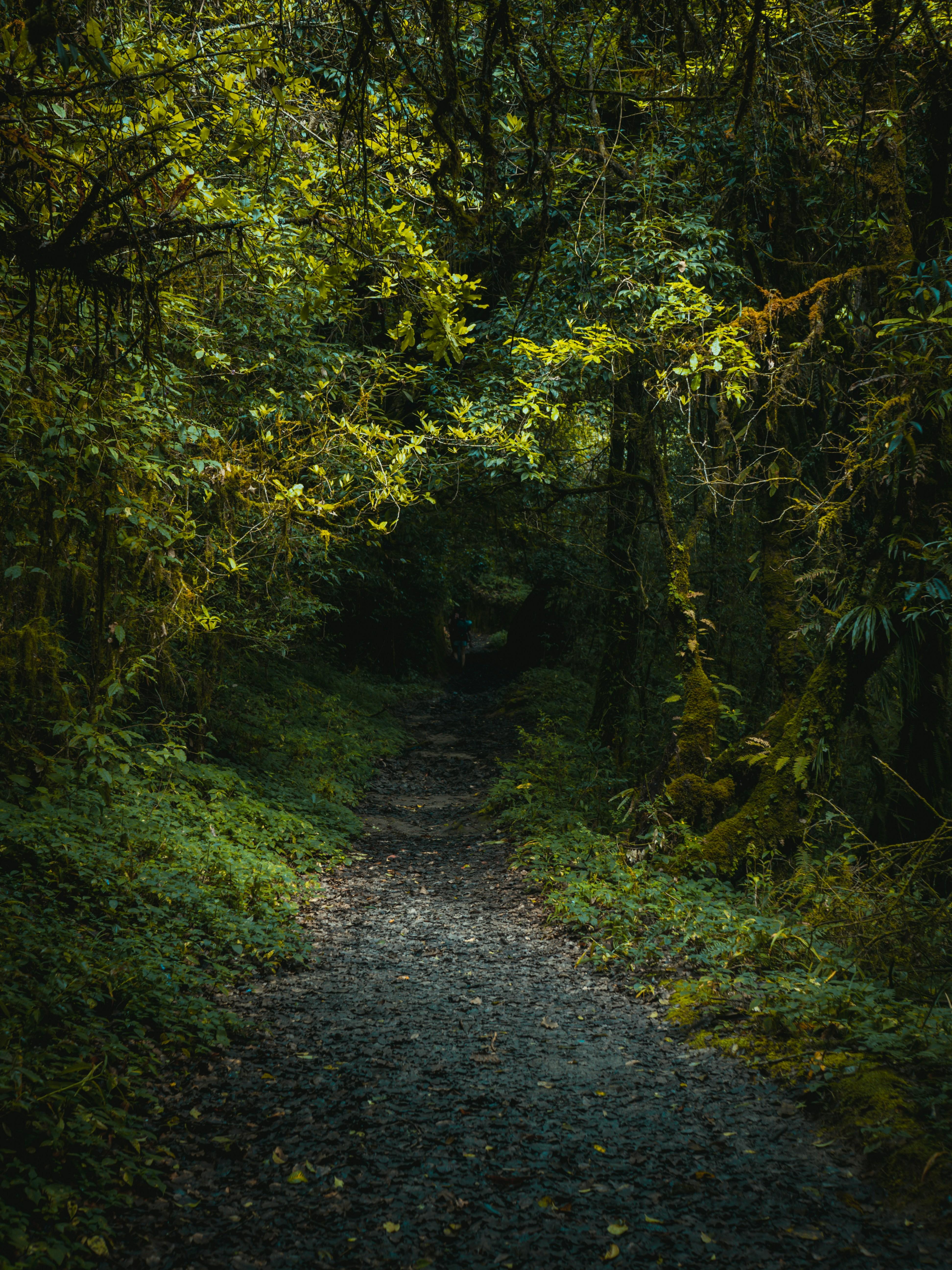 Kathmandu: Shivapuri National Park Day Hike with Snacks 3