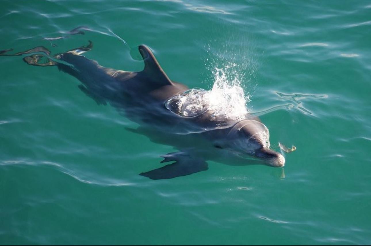Salalah Dolphin Watching Boat Tour with Refreshments 3