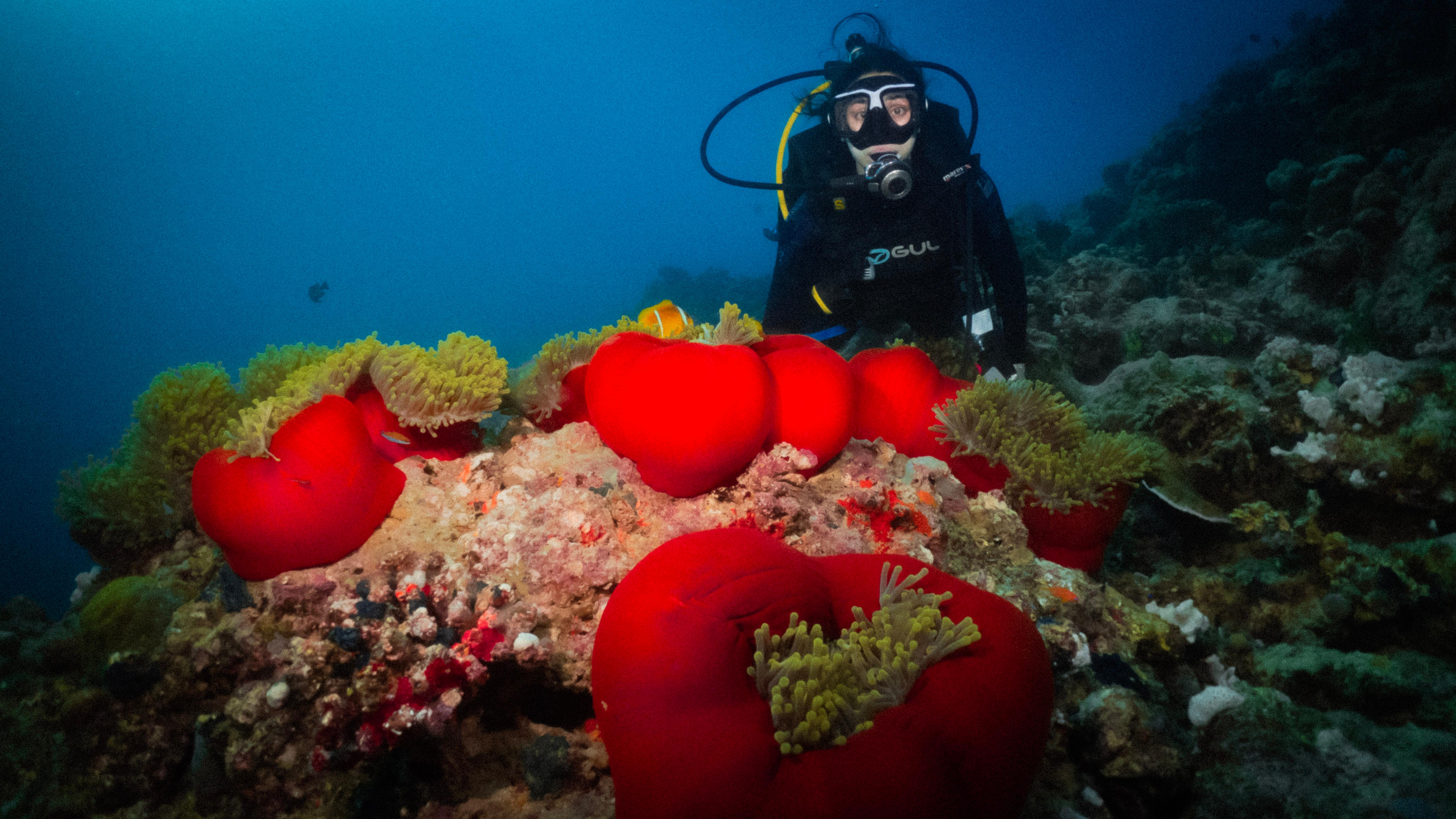 From Jeddah: Boat Trip and Diving for Certified Divers 3