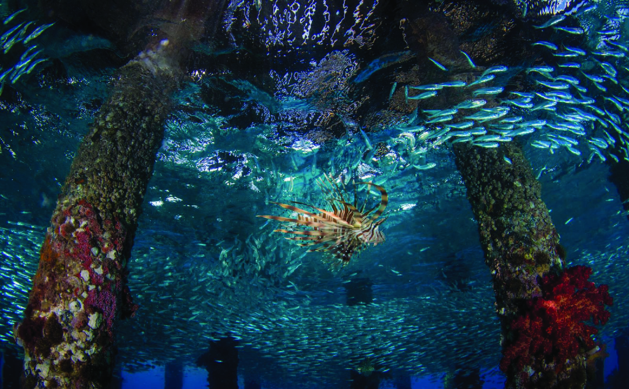 3 Hours Diving & Snorkeling Trip With Private Beach Access 3