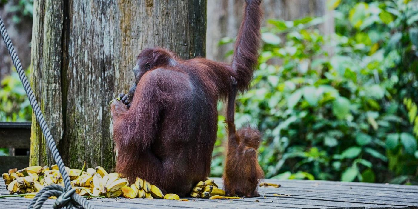 Sepilok Orangutan & Sun Bear Half-Day Tour 3