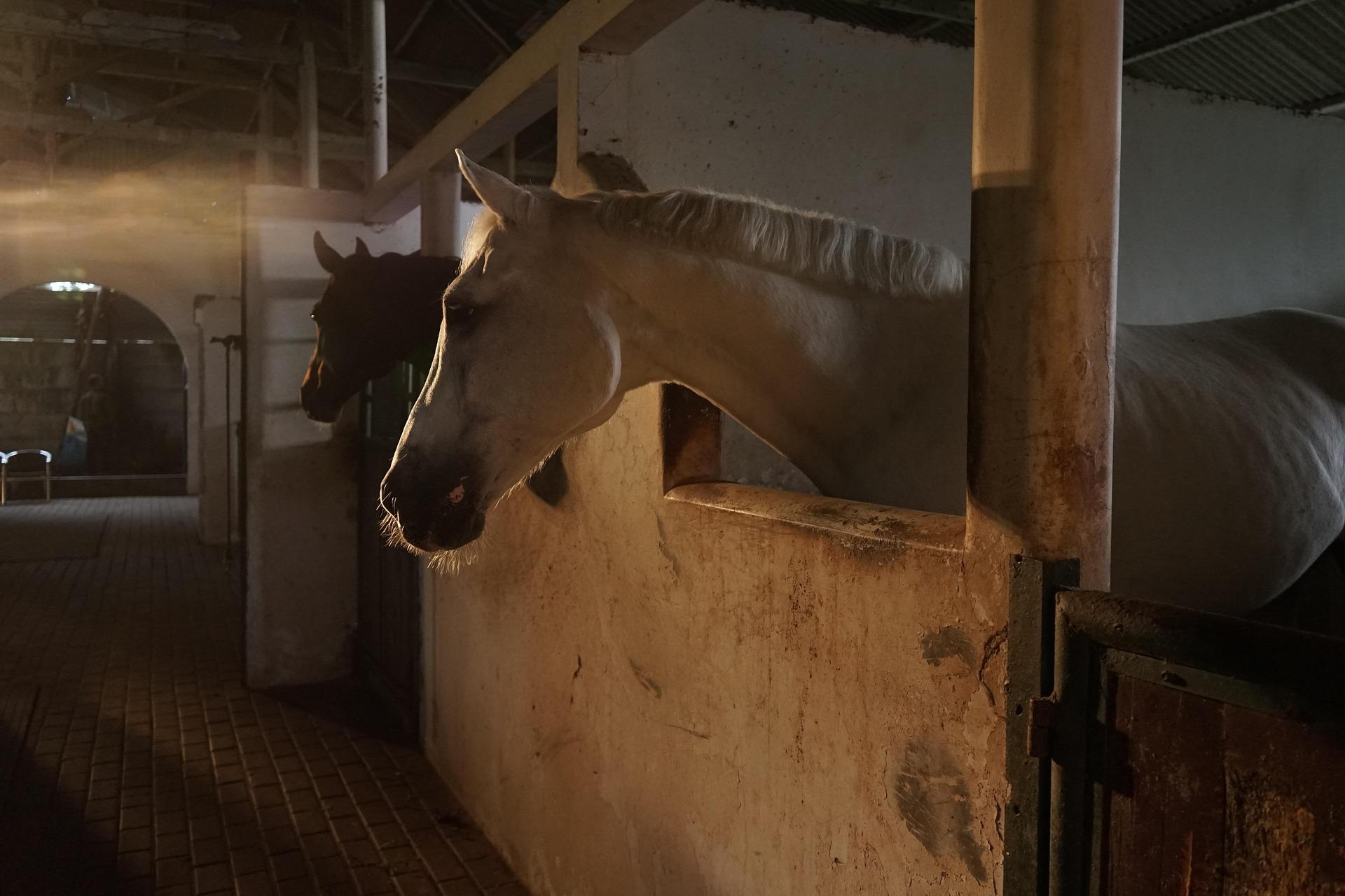 From Baku: Yanar Dag Visit, Horse Ride, and Dinner Tour