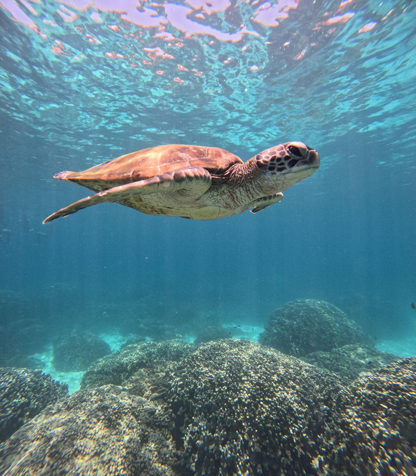 Oman: Daymaniyat Islands Sea Turtle Snorkeling Trip 3