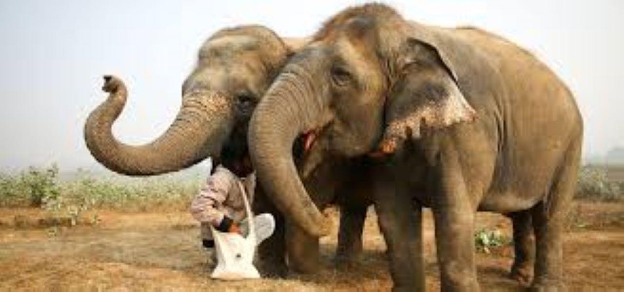 Wildlife SOS Elephant Sanctuary & Taj Mahal Tour from Delhi