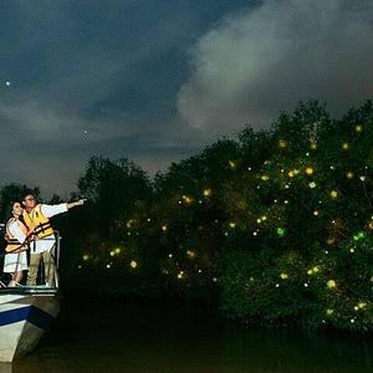 Bohol: Firefly Watching River Cruise (Nature-Dependent) 3