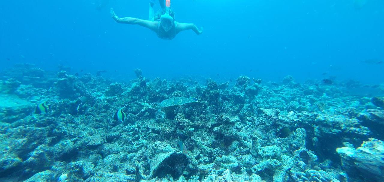 Malé: Snorkelling Tour at Kurumba House Reef & Tuna Factory 2