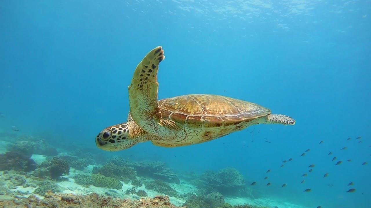 Muscat: Daymaniat Islands Snorkeling with Lunch & Refresment 2