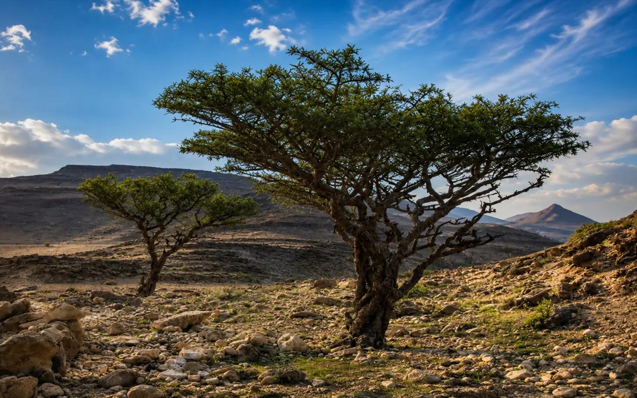 Salalah West: Al Fazayah Beach, Al Mughsayl Beach 2