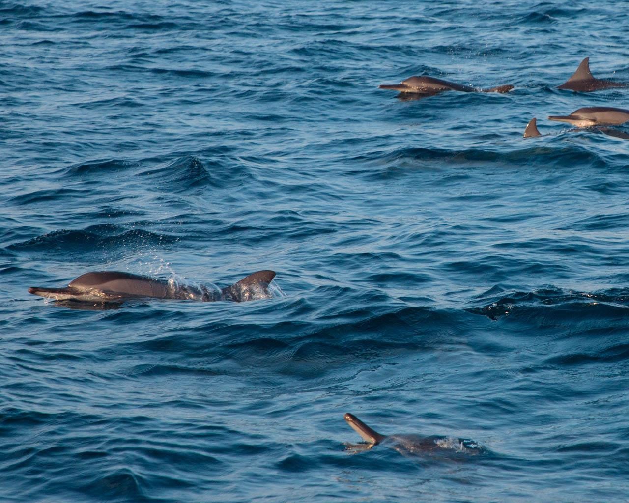 Hulhumale & Male': Small-Group Maldives Dolphin Cruise 3