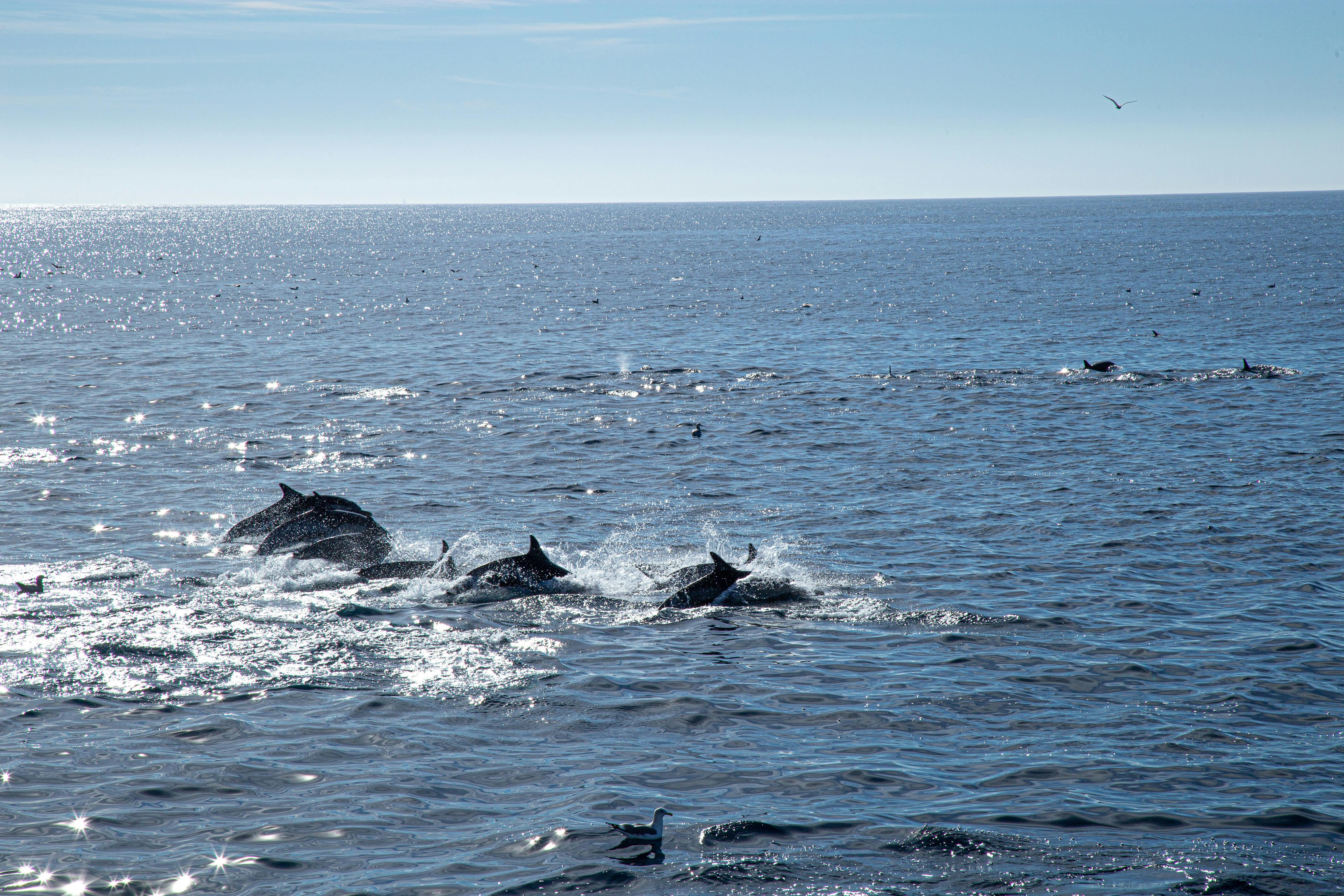 Discover Muscat by Sea - Private Coastal Cruise Charter 3