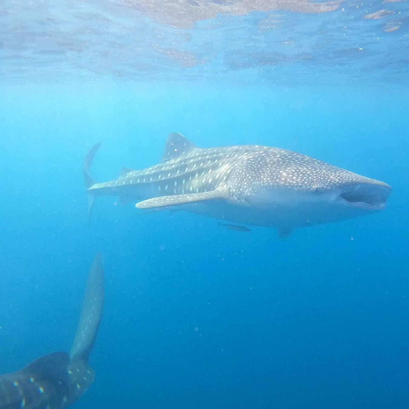 Bohol Whaleshark Watching (Joiners/Shared)
