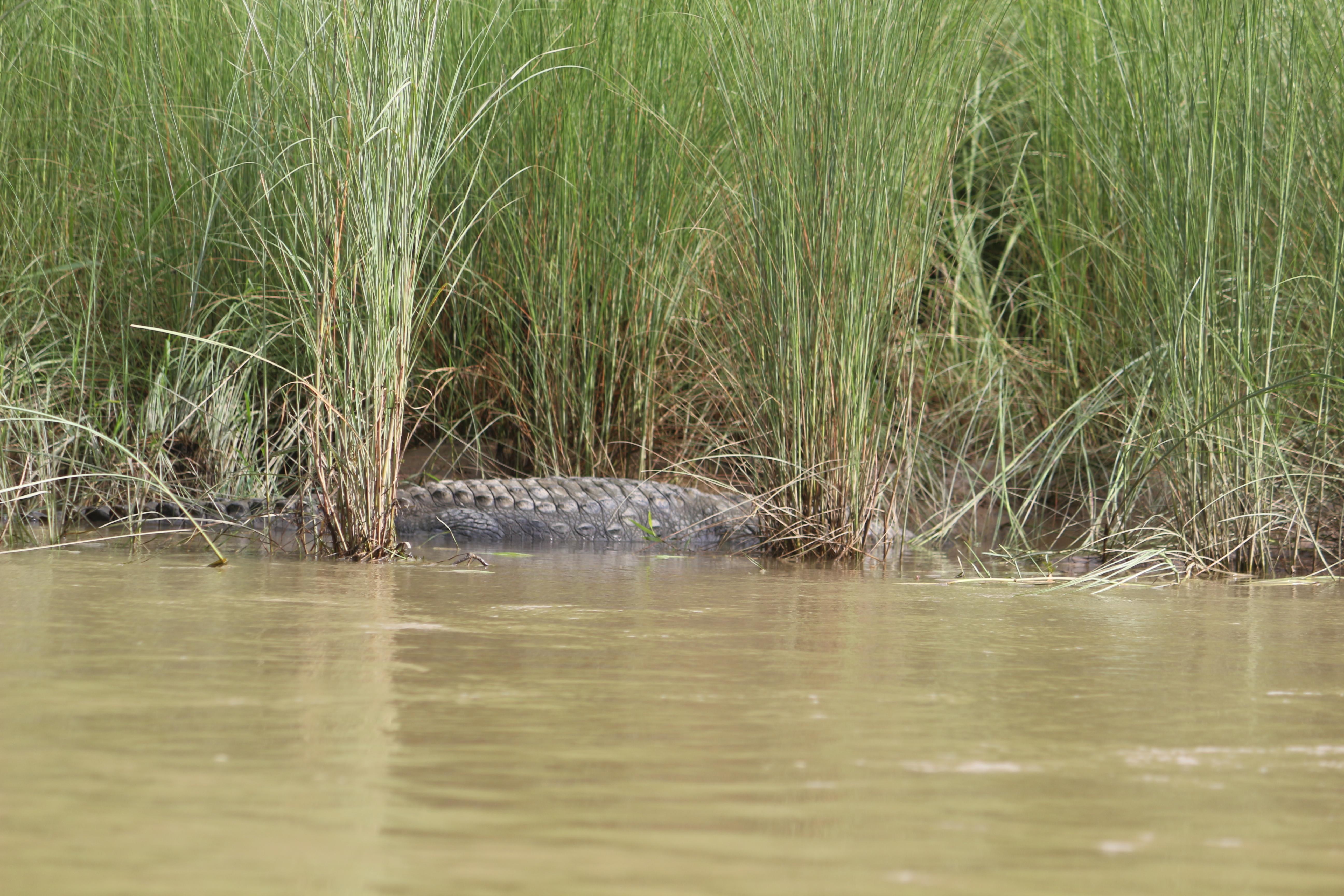 From Kathmandu: 4-Day Chitwan National Park & Lumbini Tour