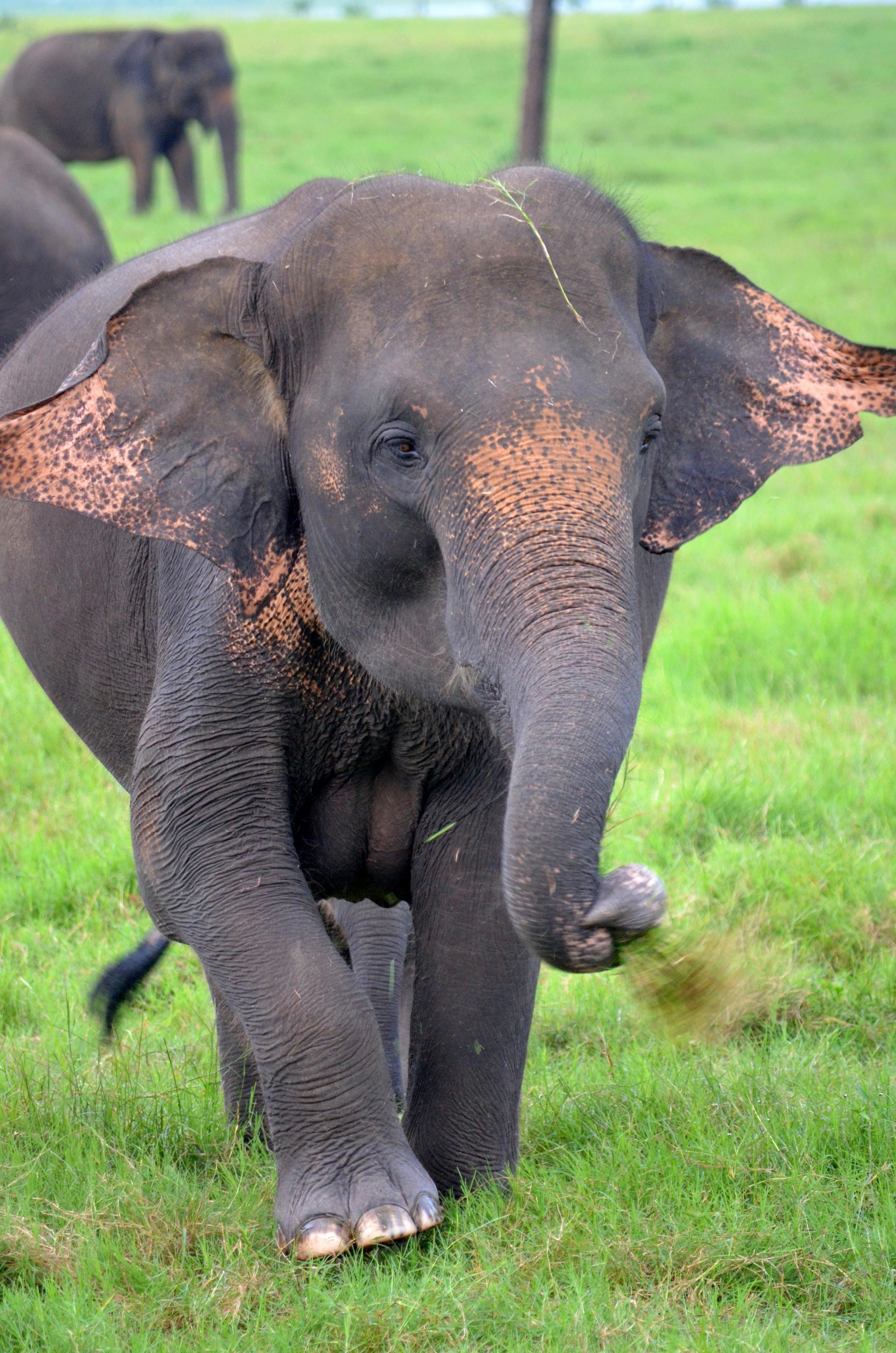 Delhi: Taj Mahal Day Trip By Express Train with Elephant SOS 3