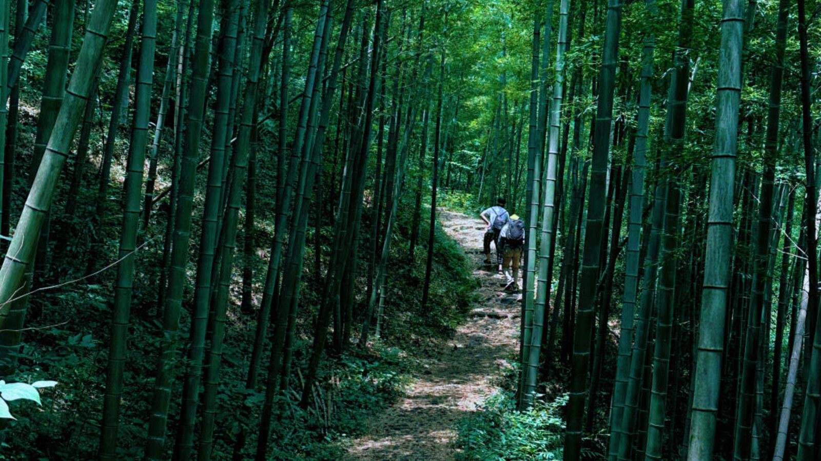 Shanghai: Anji Zhangli Trail & Waterfalls Day Trip