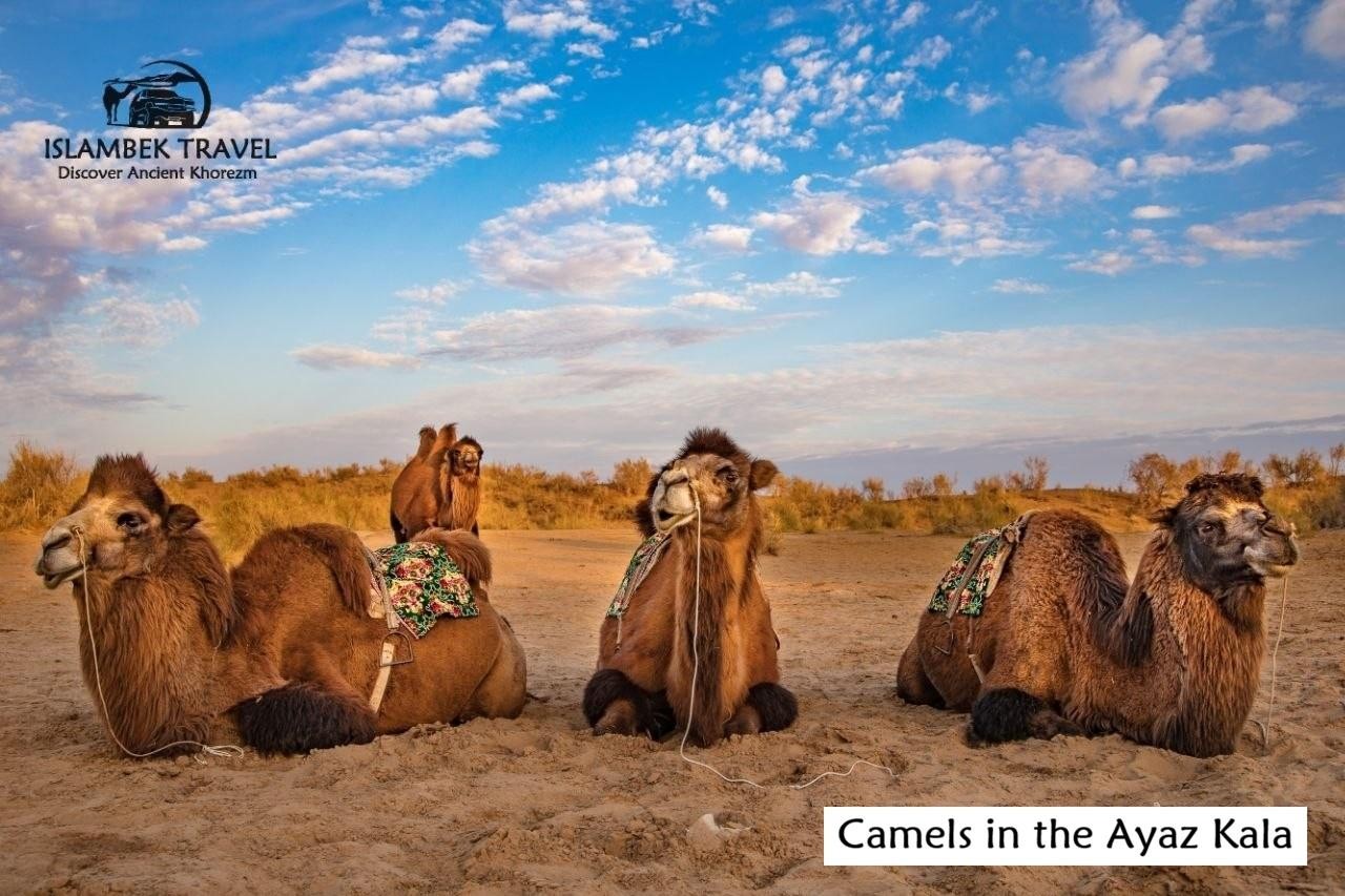 From Khiva to Nukus 2-Day Trip with Yurt Stay & Fortresses