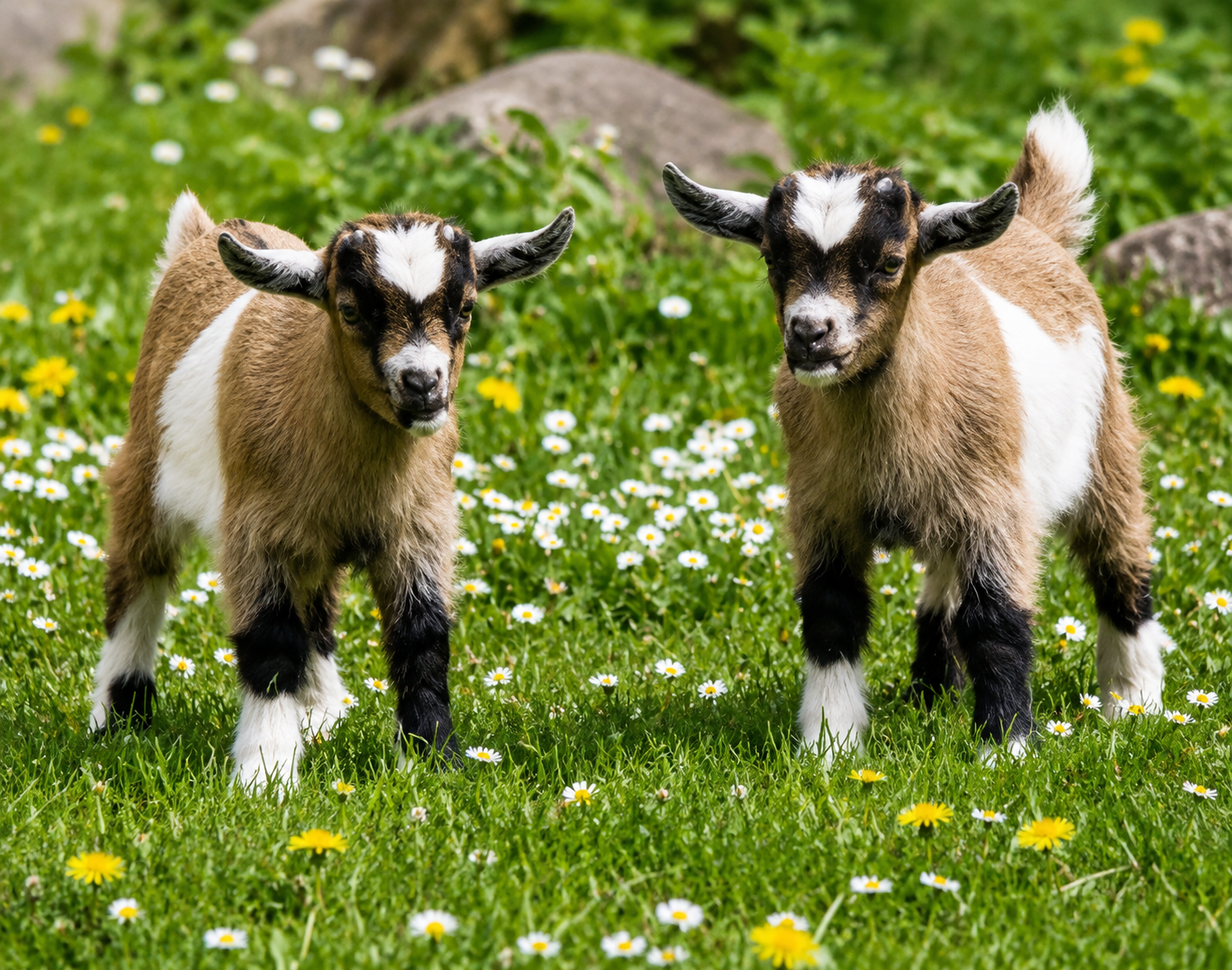 Nuwakot: Goat Farming & Village Homestay Experience 2