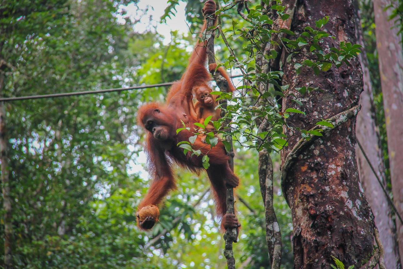 A Glimpse of Orangutan in Semenggoh Wildlife Centre 2