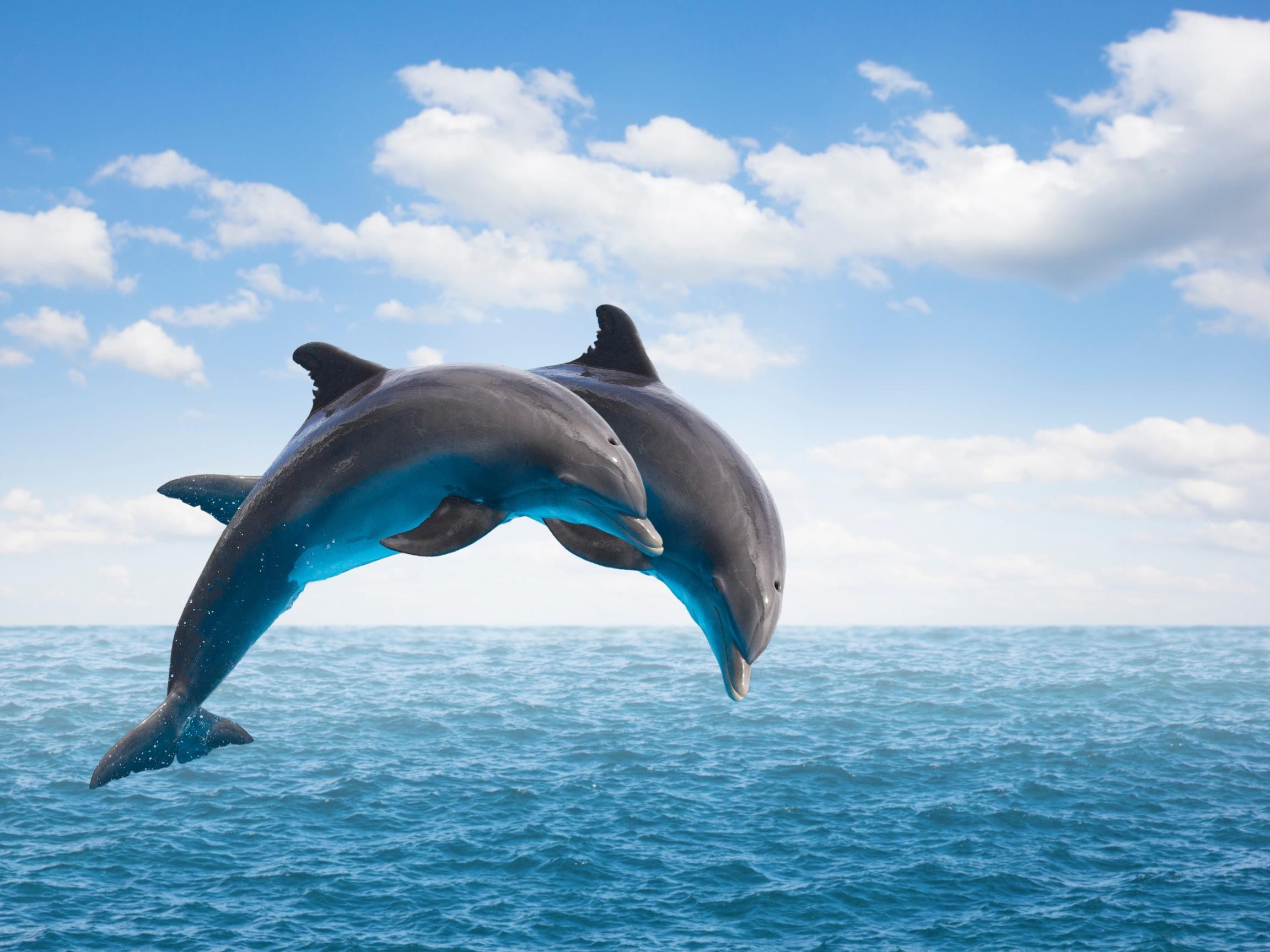 From Muscat: Discover Dolphins Day Trip