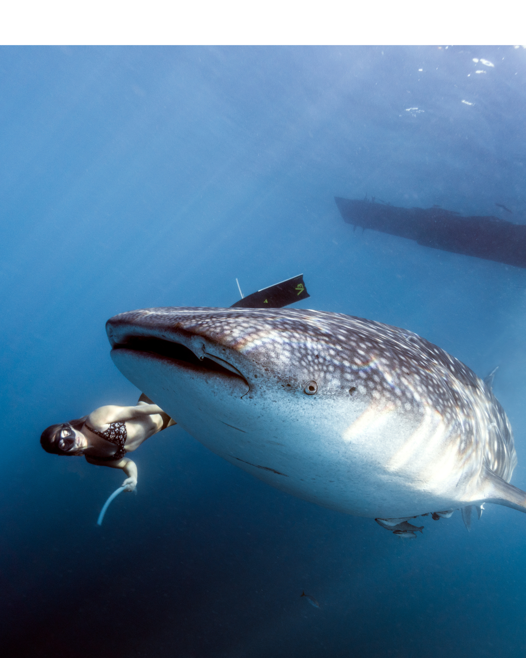 Cebu: Oslob Whaleshark Experience with Priority Line
