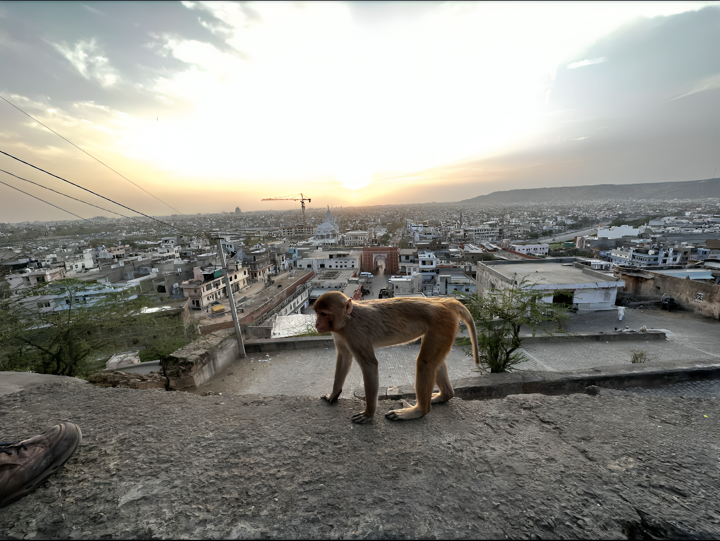 Jaipur: Monkey Temple and Sun Temple Guided Tour