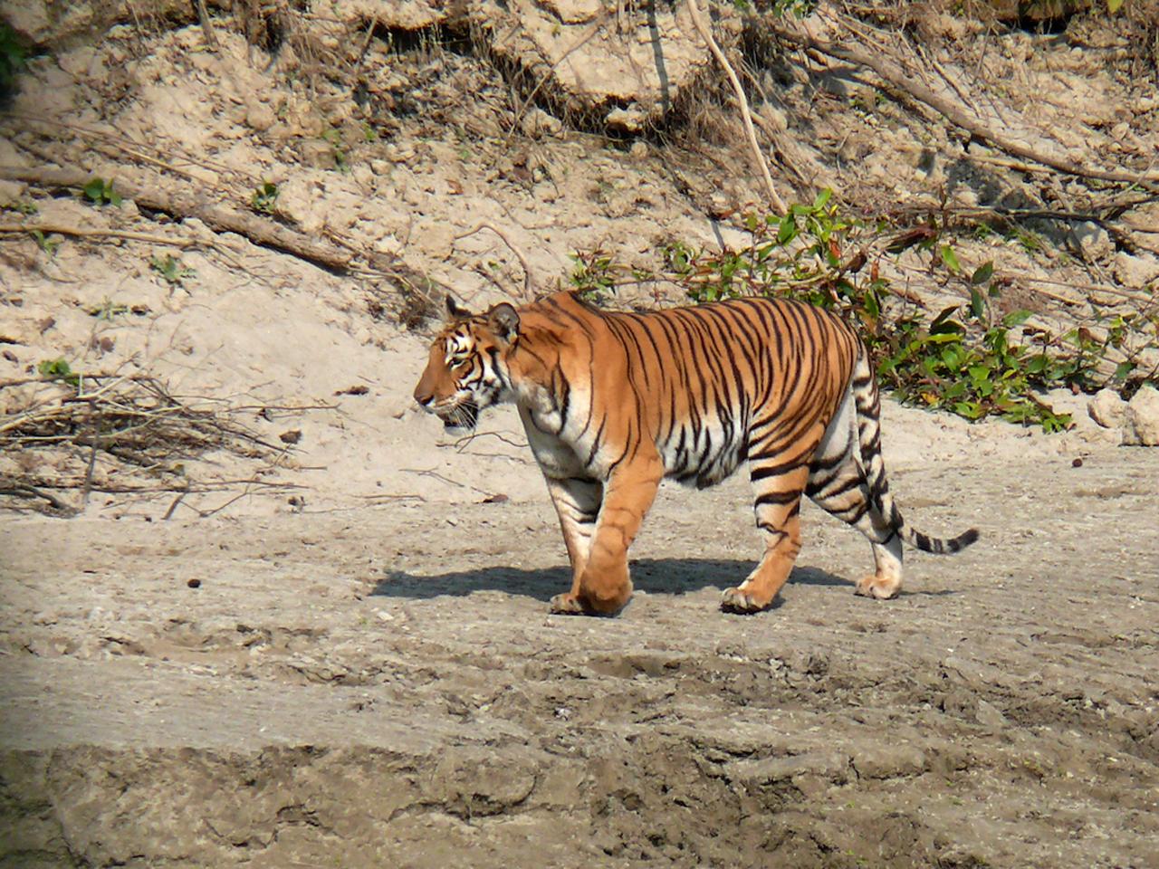 Bardia National Park: Tiger Photography Tour with Lodging