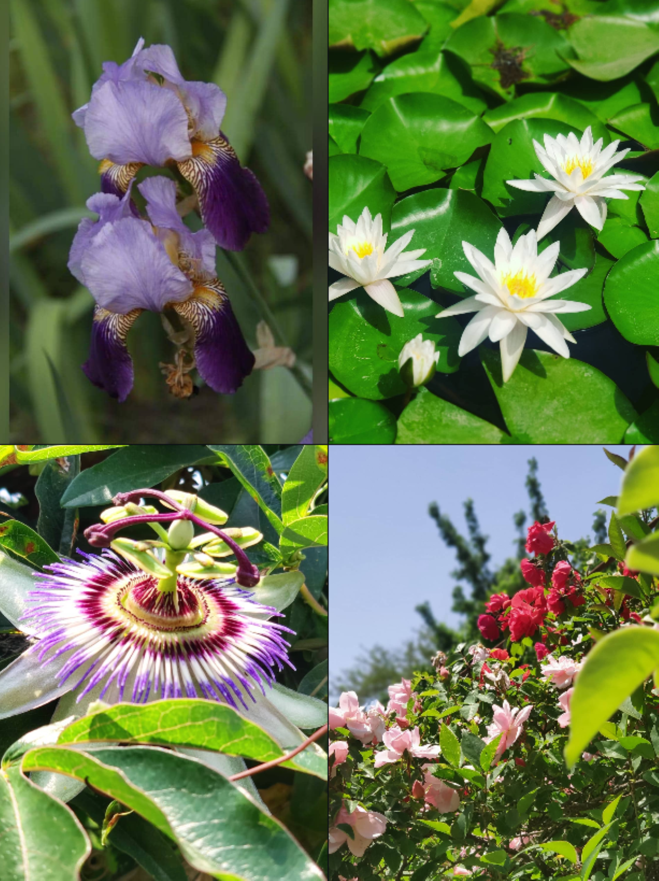 Discover the Magnificent Nature of Baku’s Central Botanical Garden 2