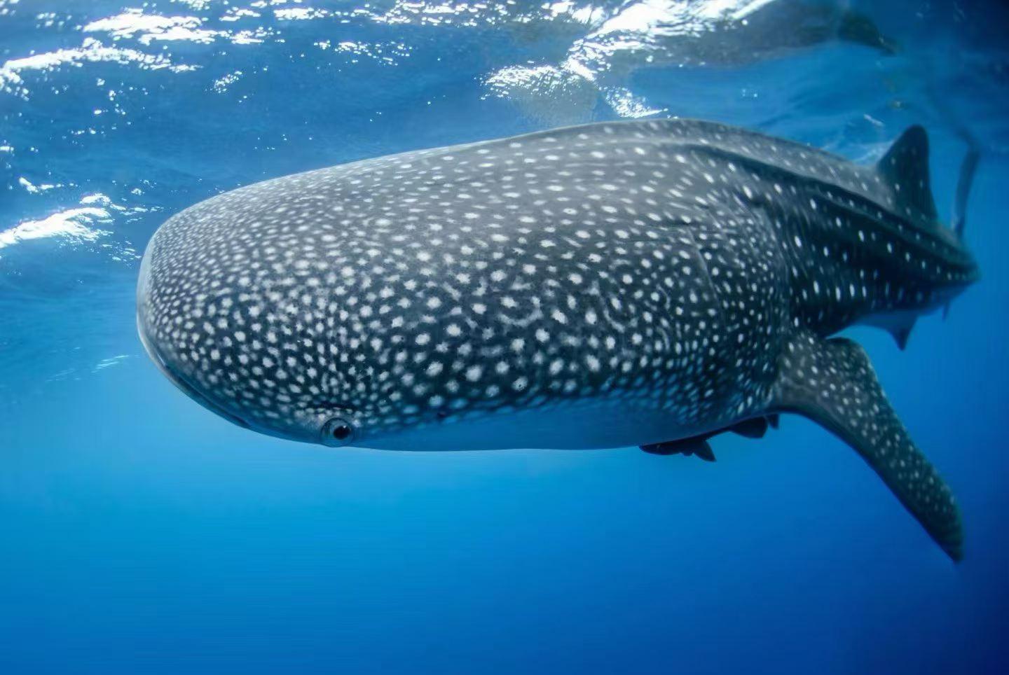 From Panglao: Oslob Whale Shark Snorkeling Day Trip by Ferry 2