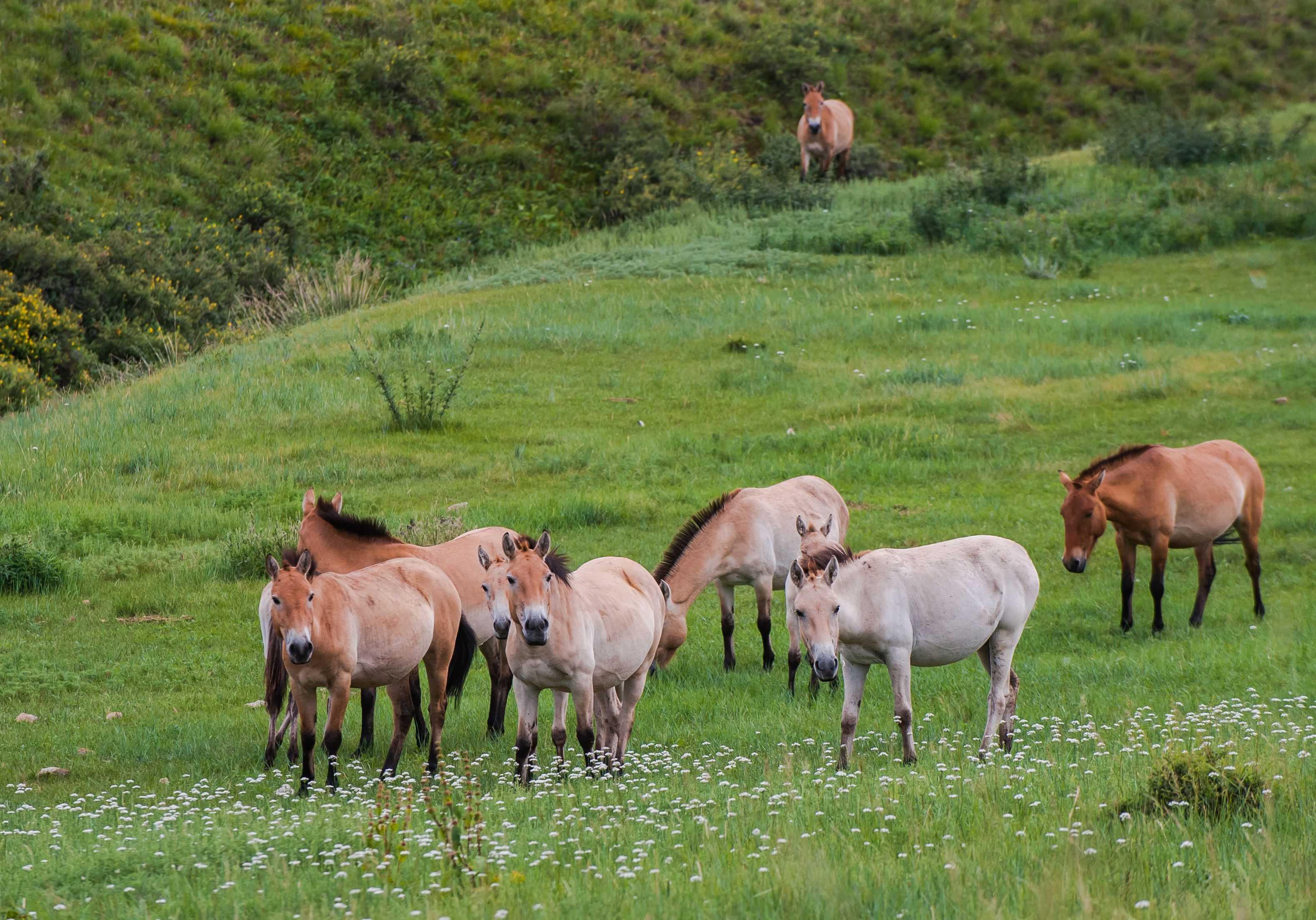 Hustai National Park Day Tour 2