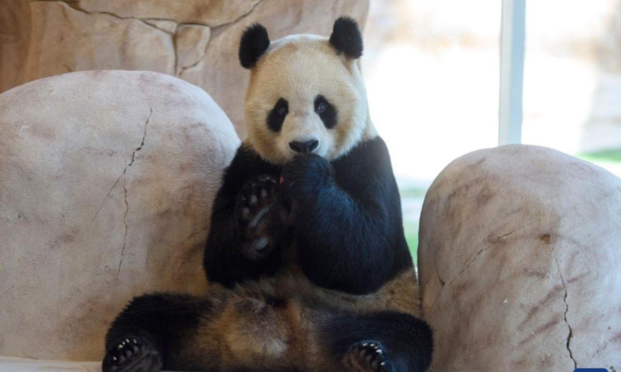 Al Khor: Panda House Visit with Transportation from Doha 3