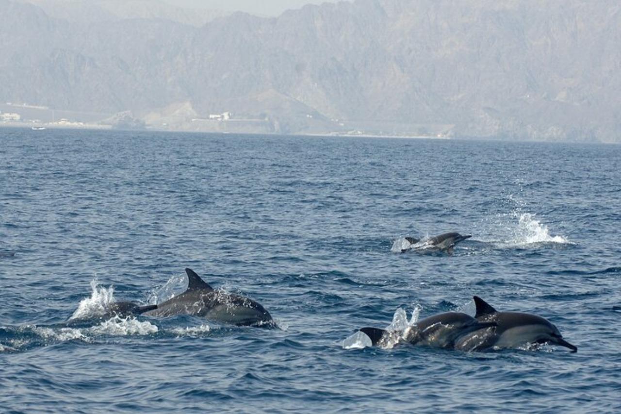 Muscat: VIP Dolphin Watching & Guided Reef Snorkeling Trip 2