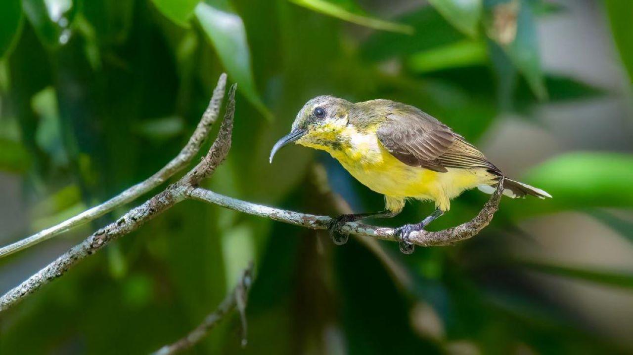 Langkawi Half Day Birdwatching Tour 3
